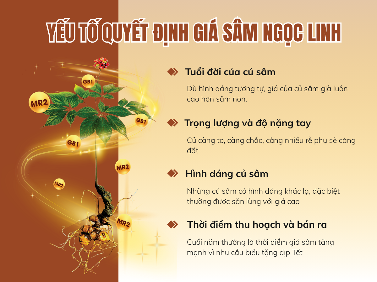 giá sâm ngọc linh tươi